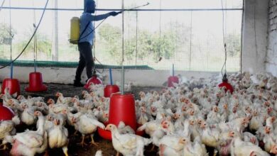 Photo of Bird Flu scare: Poultry industry hit hard in J&K