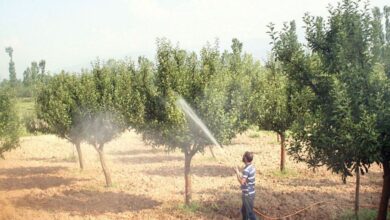 Photo of Over 15,000 kgs of spurious pesticides seized so far this year only in Srinagar