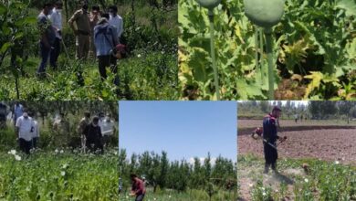 Photo of Police destroys poppy cultivation in Budgam and Kulgam