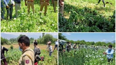 Photo of Police destroys poppy cultivation in Awantipora