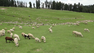 Photo of Grazing land should not be converted,  Demand Gujjar Bakarwals