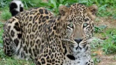 Photo of Minor girl found dead after taken away by Leopard in Ganderbal