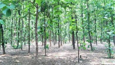 Photo of Forest Department gears up for Monsoon Plantation Drive