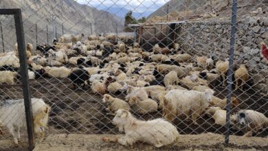 Photo of EC Tashi Yakzee visits Foot and Mouth Disease affected areas of Hanu Phoo