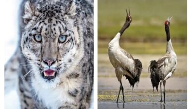 Photo of Ladakh declares black-necked crane as its state bird