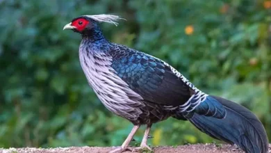 Photo of J&K adopts Kalij Pheasant as UT bird; Hangul continues to remain as UT animal