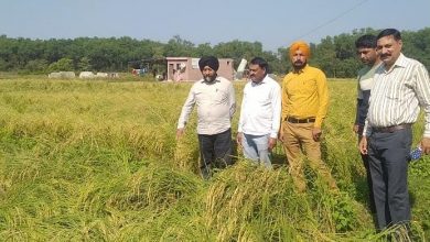 Photo of Manjit Singh seeks compensation for farmers affected with hailstorm